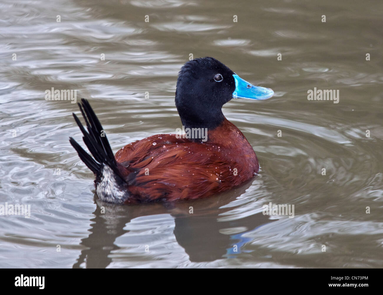 Ruddy argentino anatra (oxyura vittata) maschio Foto Stock