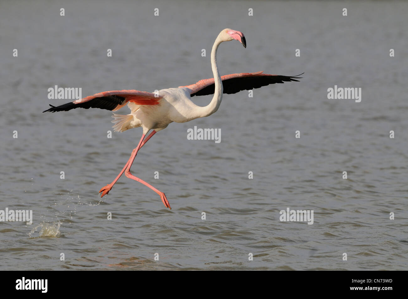 Fenicottero rosa Phoenicopterus ruber sbarco fotografato in Camargue, Francia Foto Stock