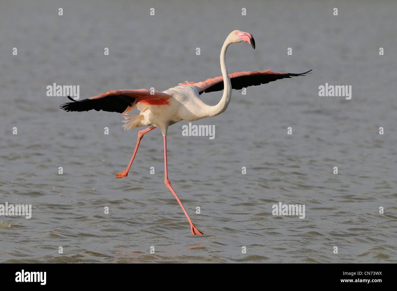 Fenicottero rosa Phoenicopterus ruber sbarco fotografato in Camargue, Francia Foto Stock