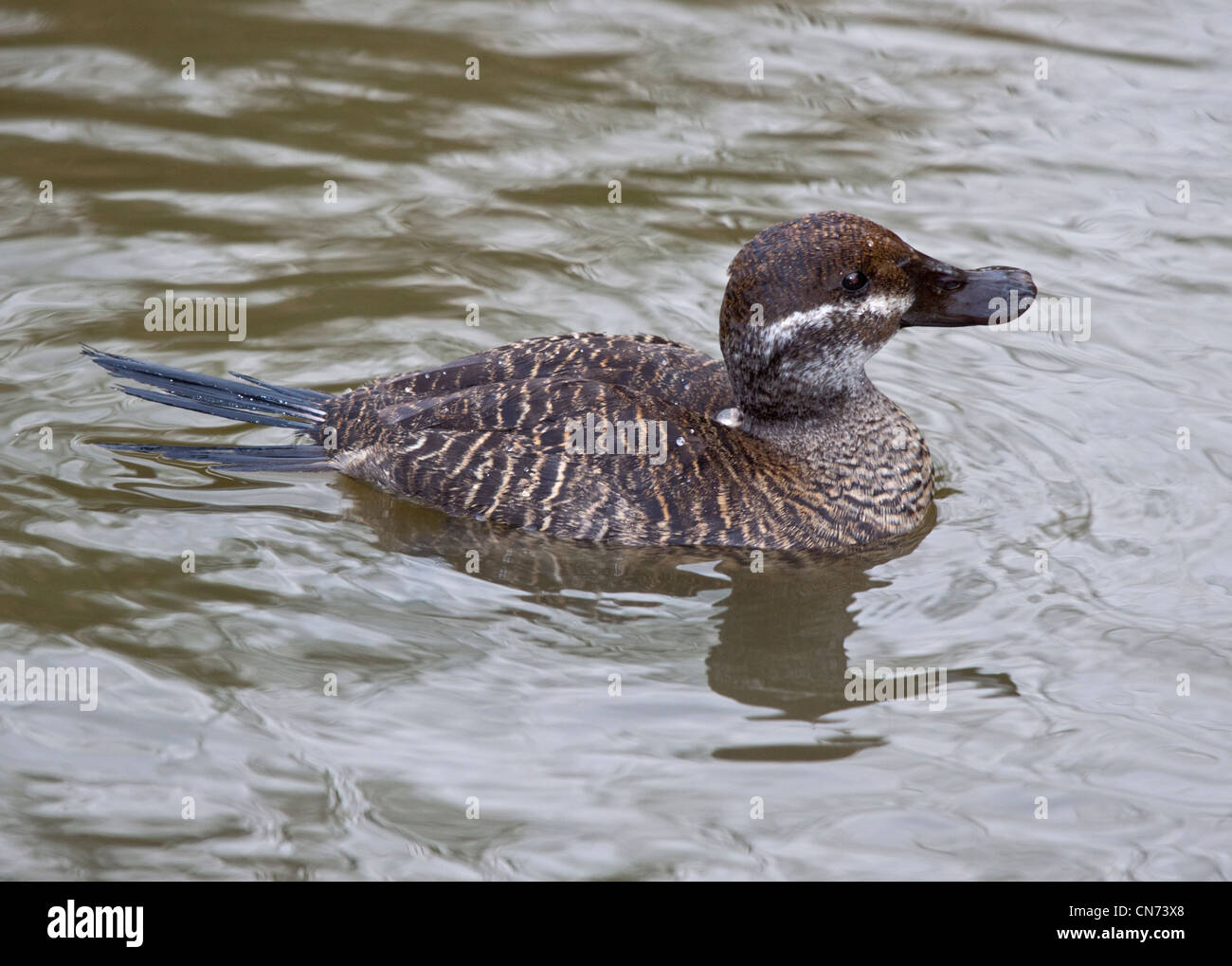 Ruddy argentino anatra (oxyura vittata) femmina Foto Stock