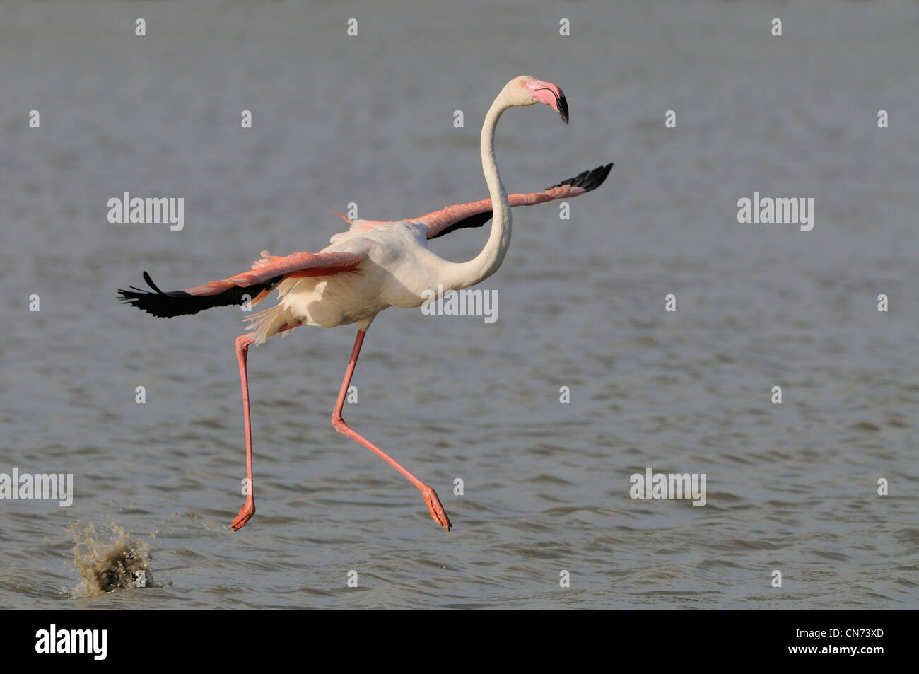 Fenicottero rosa Phoenicopterus ruber sbarco fotografato in Camargue, Francia Foto Stock