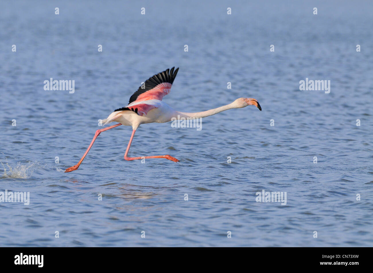 Fenicottero rosa Phoenicopterus ruber decollare in volo fotografato in Camargue, Francia Foto Stock
