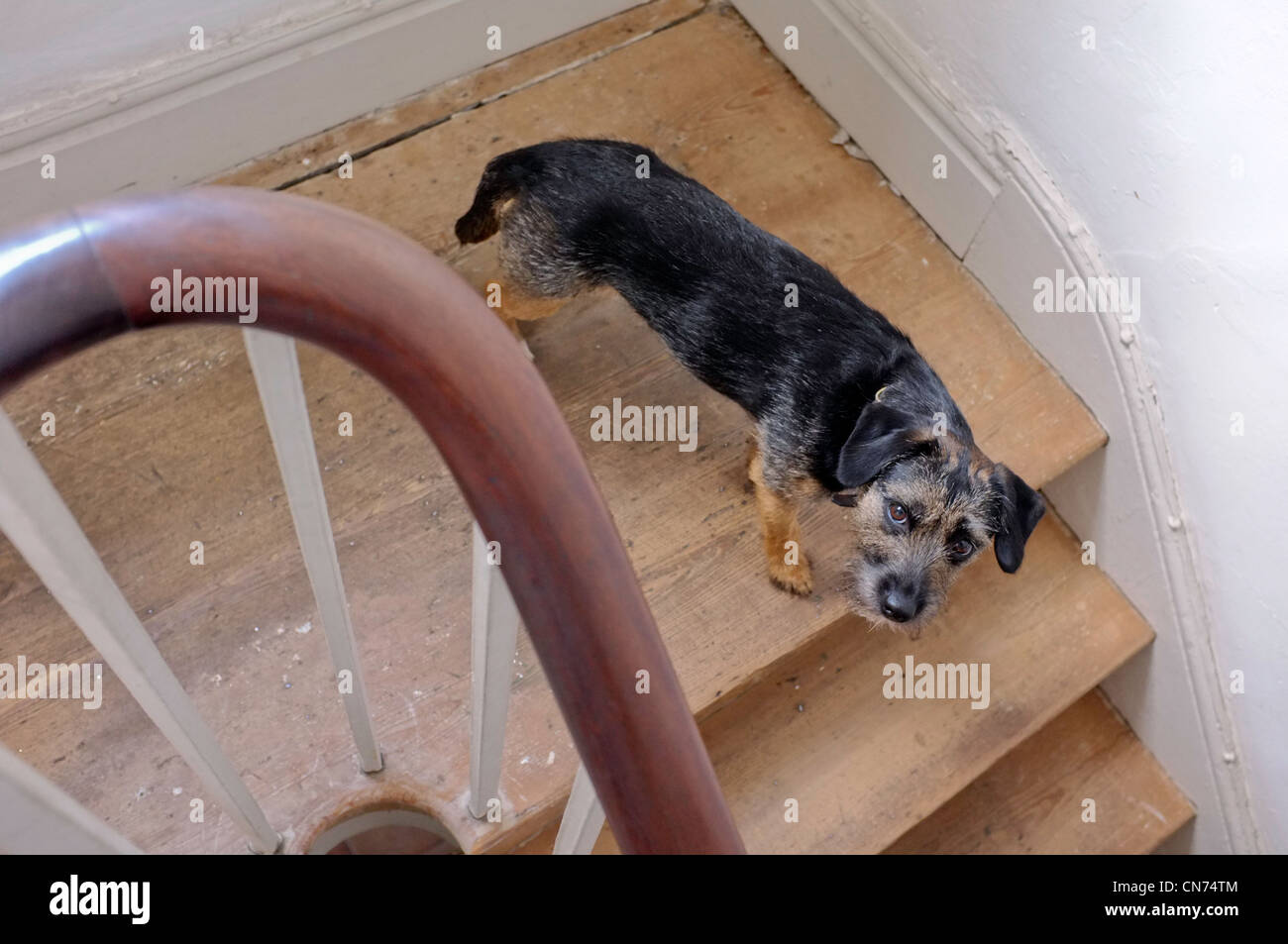 Un Jack Russell/Border Terrier cross Foto Stock