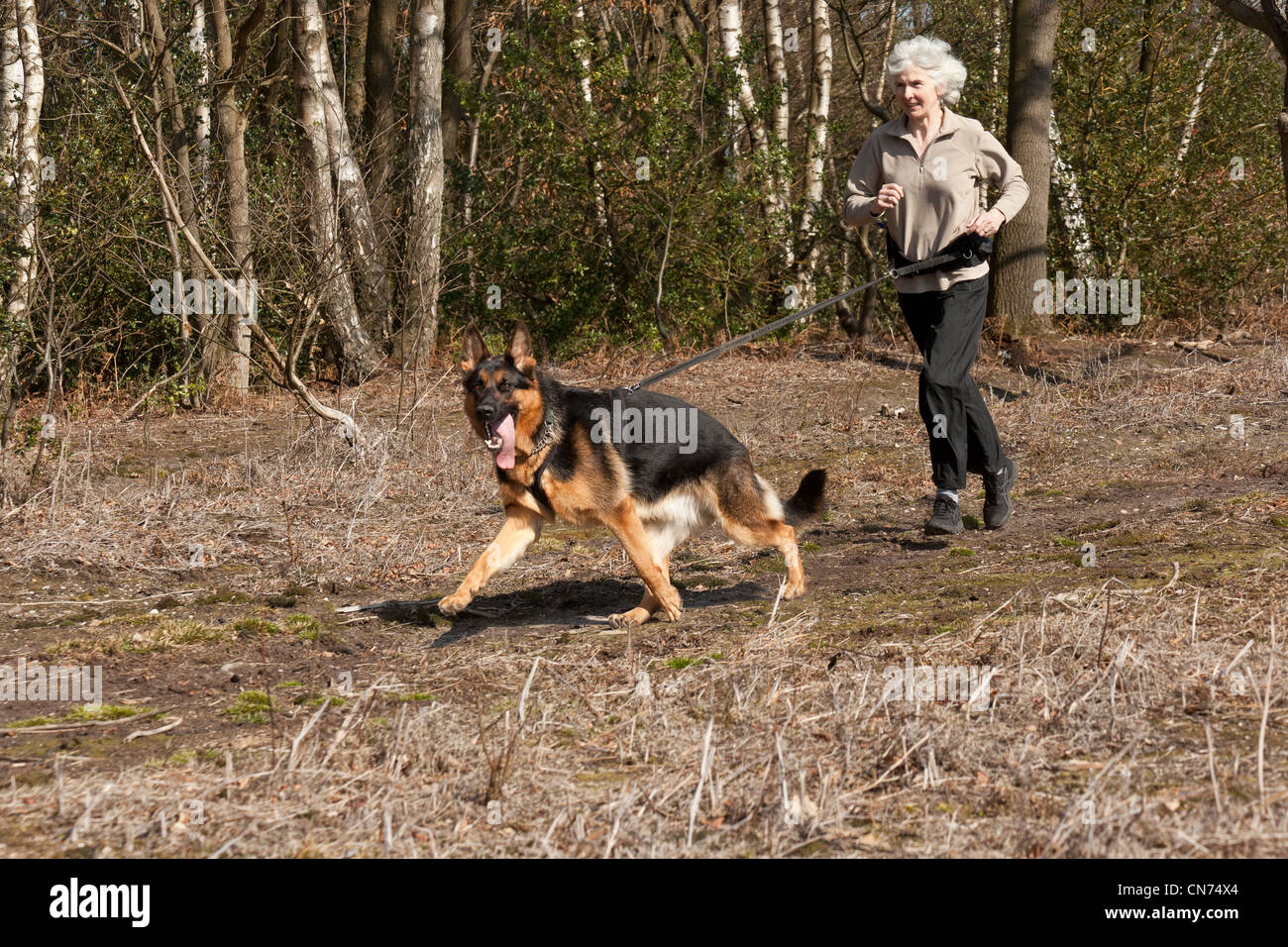 Una donna Canicross in esecuzione con il suo Pastore Tedesco cane Foto Stock