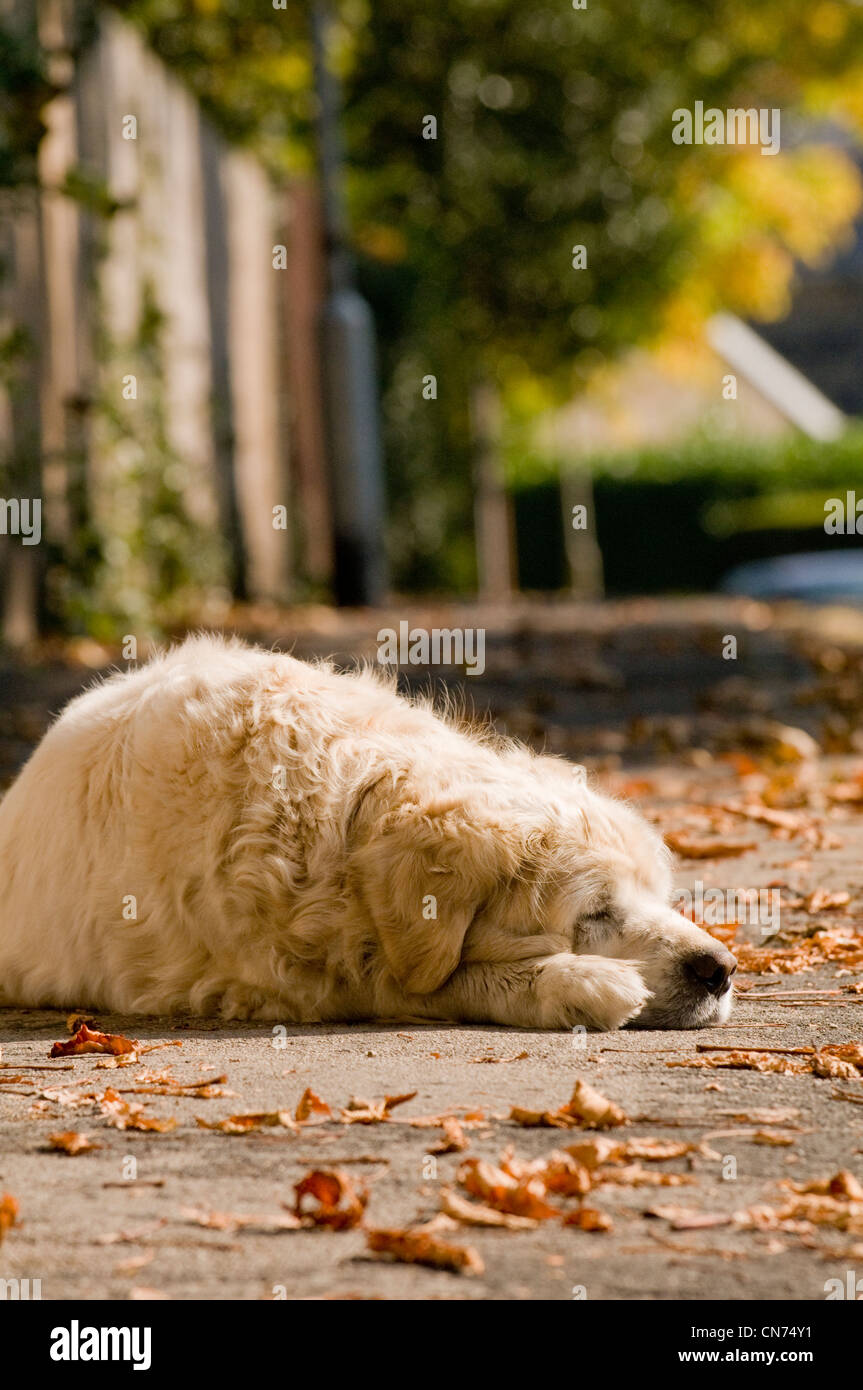 Sonno stanco rilassata adulto golden retriever (cute fluffy cane) giacente su un marciapiede, addormentato veloce, snoozing nel sole autunnale - West Yorkshire, Inghilterra, Regno Unito Foto Stock