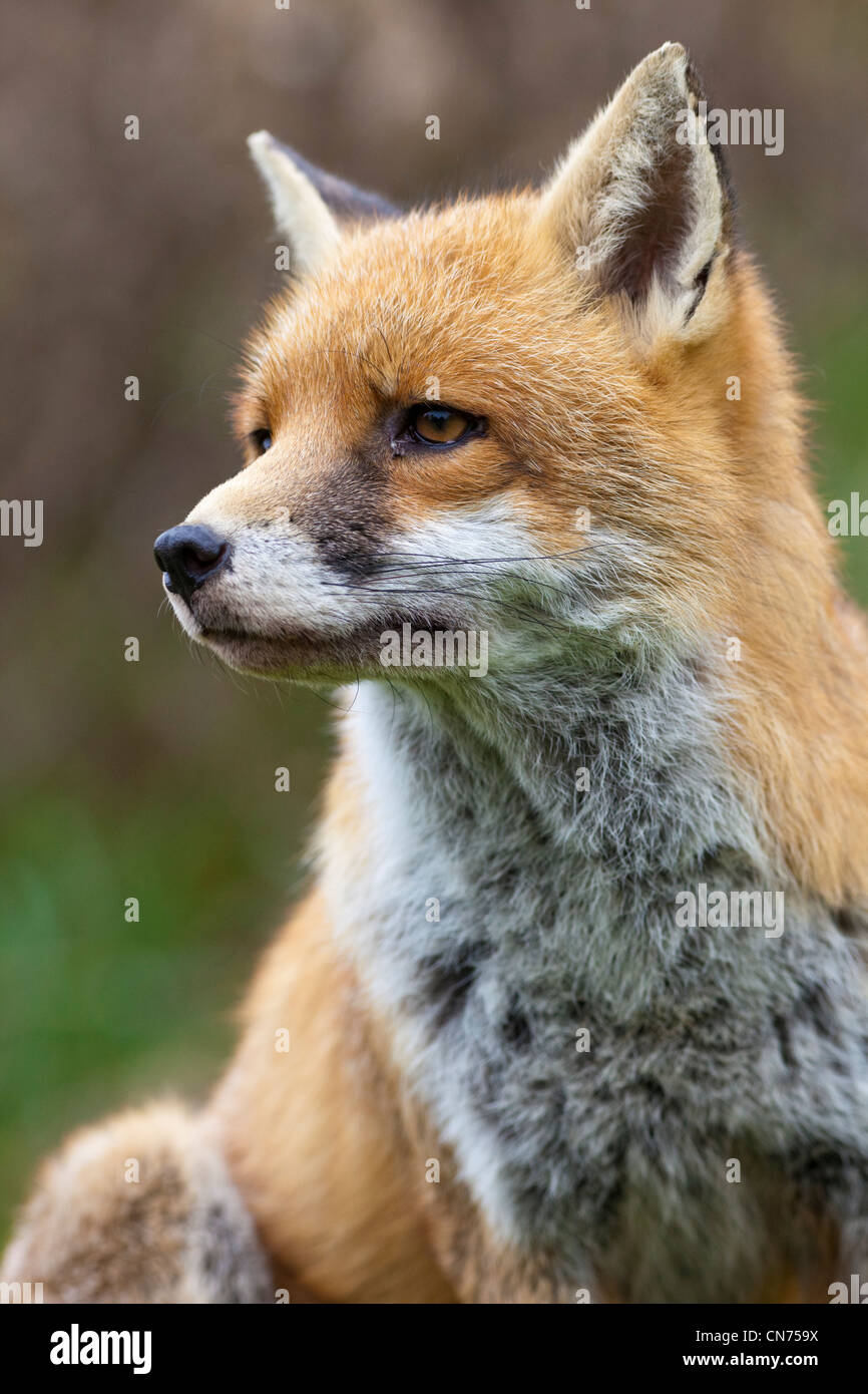 Red Fox - Vulpes vulpes, UK vicino la faccia di testa Foto Stock