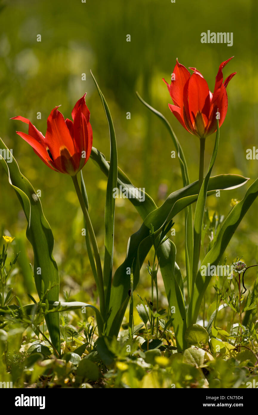 Un tulipano selvatico, Tulipa agenensis in cornfield, Chios, Grecia. Foto Stock