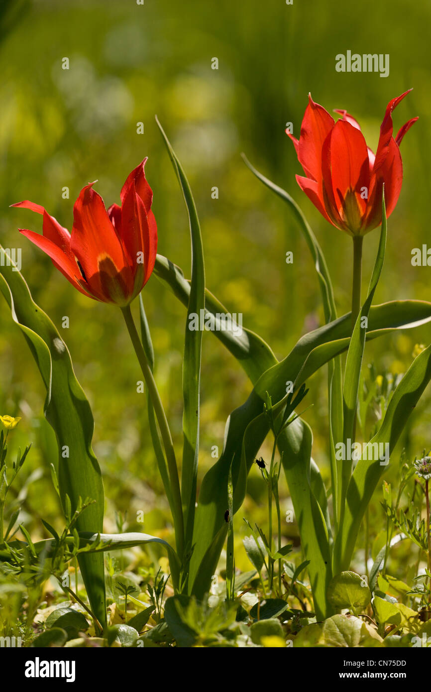 Un tulipano selvatico, Tulipa agenensis in cornfield, Chios, Grecia. Foto Stock