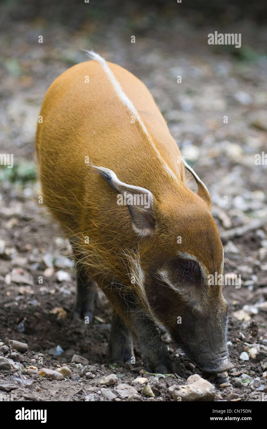 Red River porco o bussola di maiale - Potamochoerus porcus - alimentazione Foto Stock
