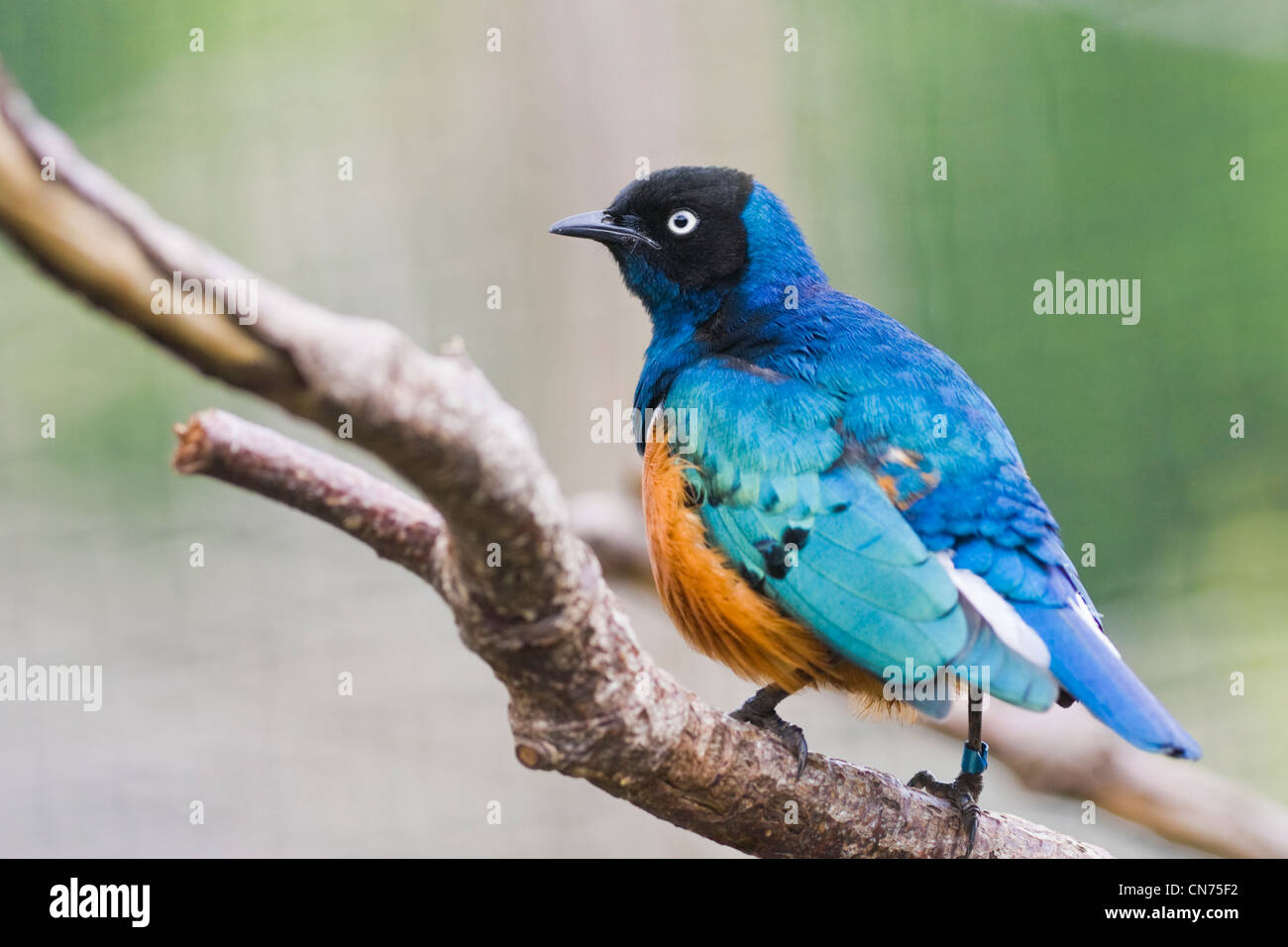 Superbo uccello Starling - Lamprotornis superbus Foto Stock
