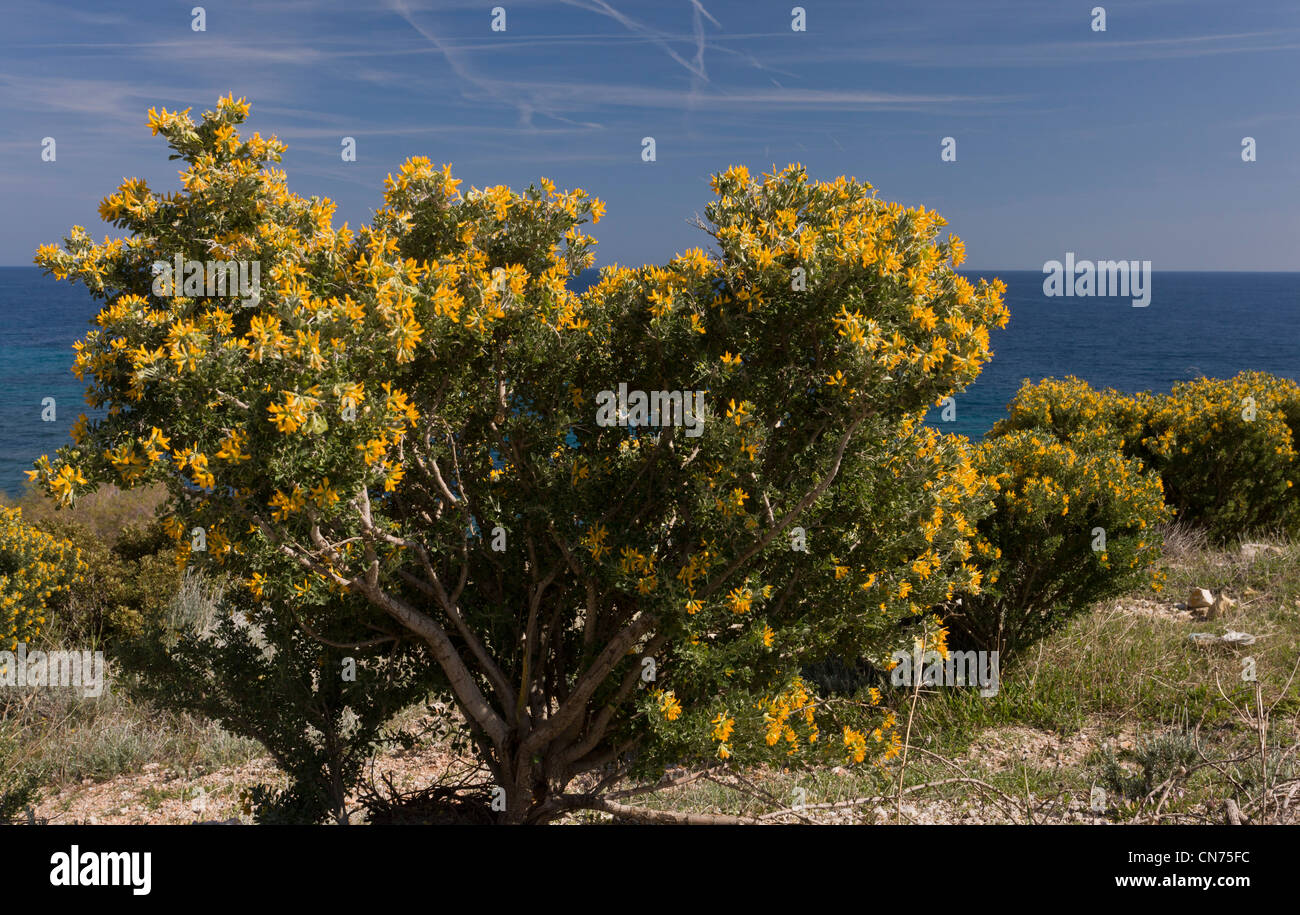 Tree Medick o arbustive, Medick Medicago arborea sulla costa di Chios, Grecia. Foto Stock