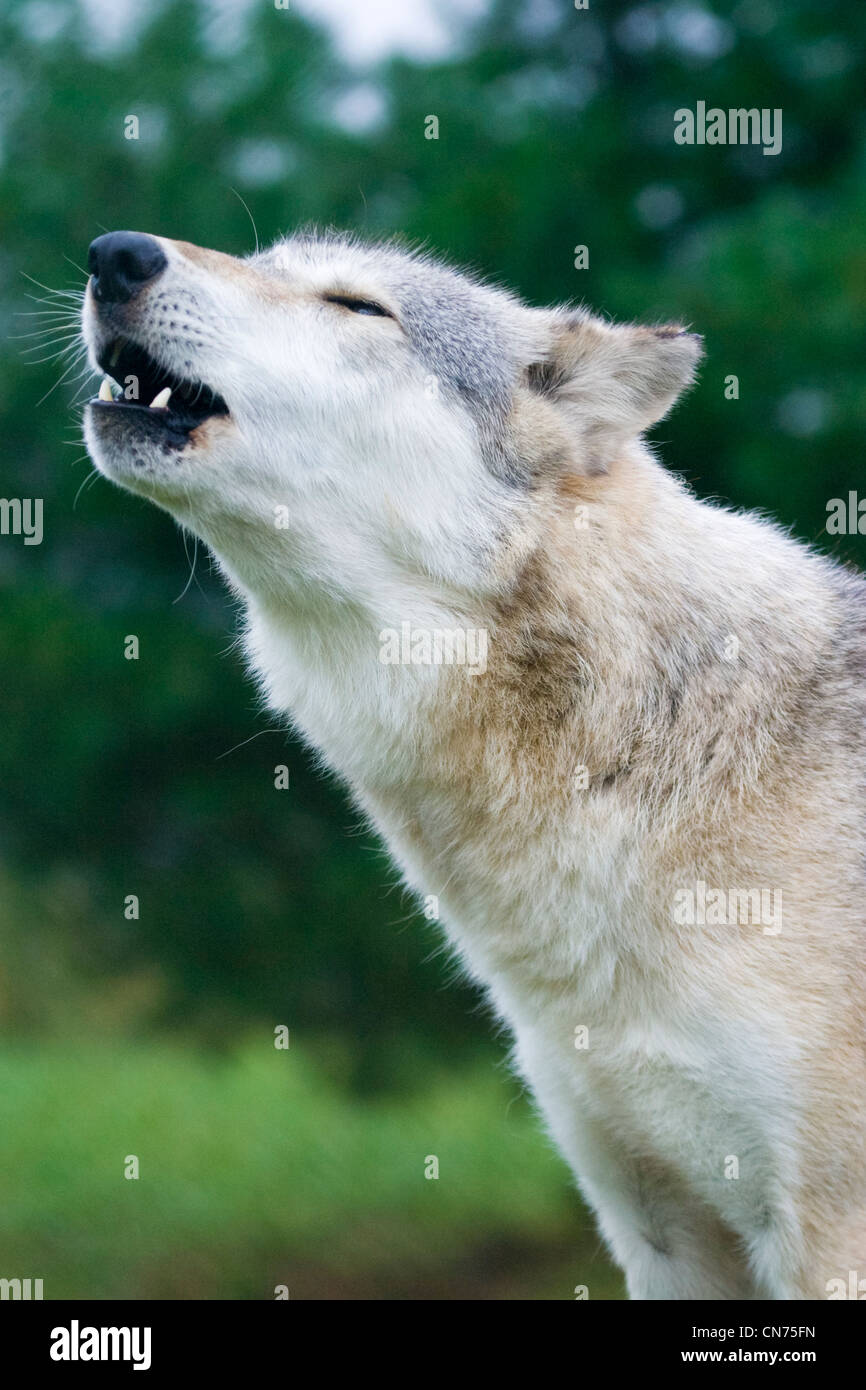 Grigio o grigio Wolf urlando - Canis lupus Foto Stock
