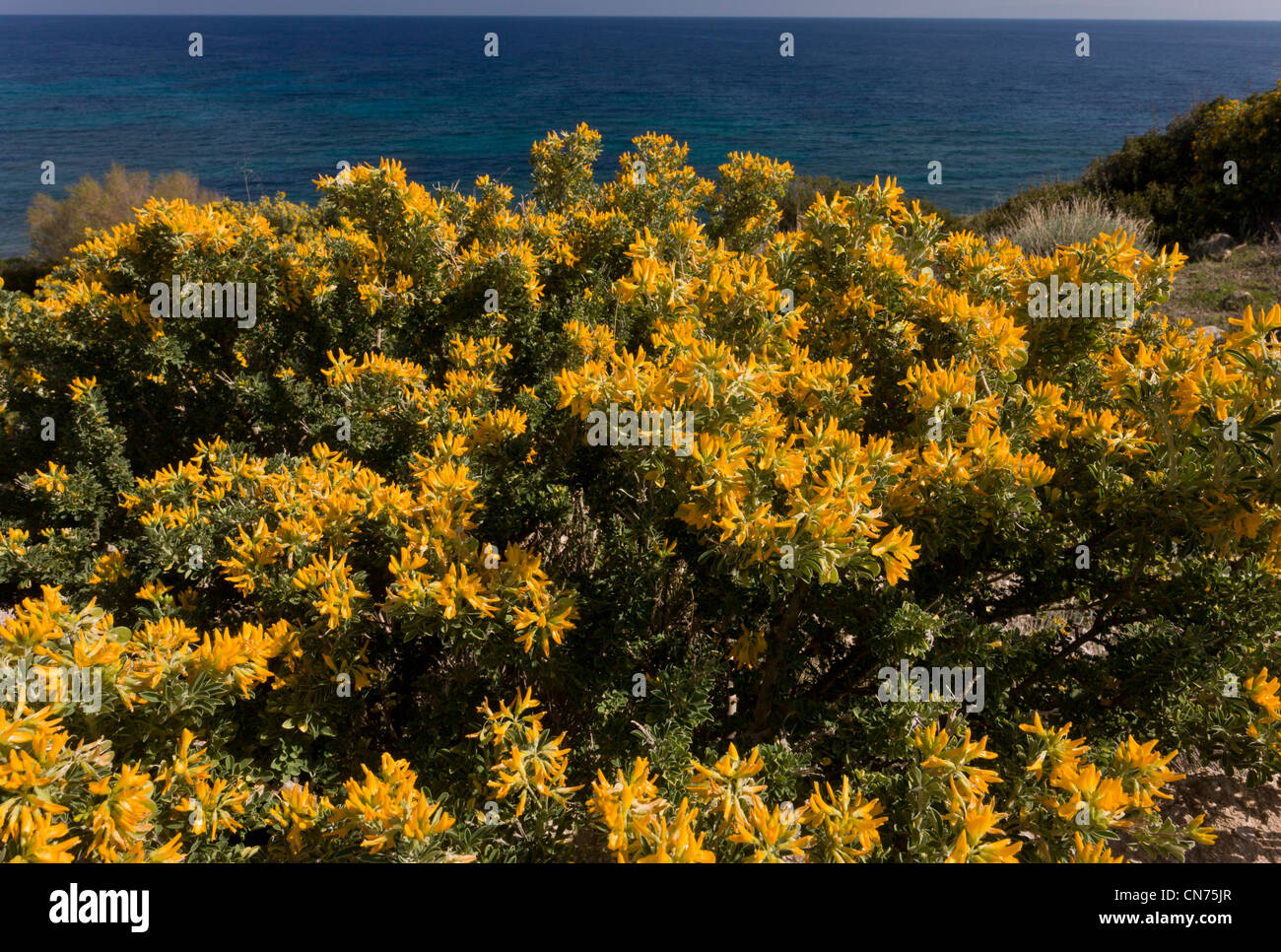 Tree Medick o arbustive, Medick Medicago arborea sulla costa di Chios, Grecia. Foto Stock