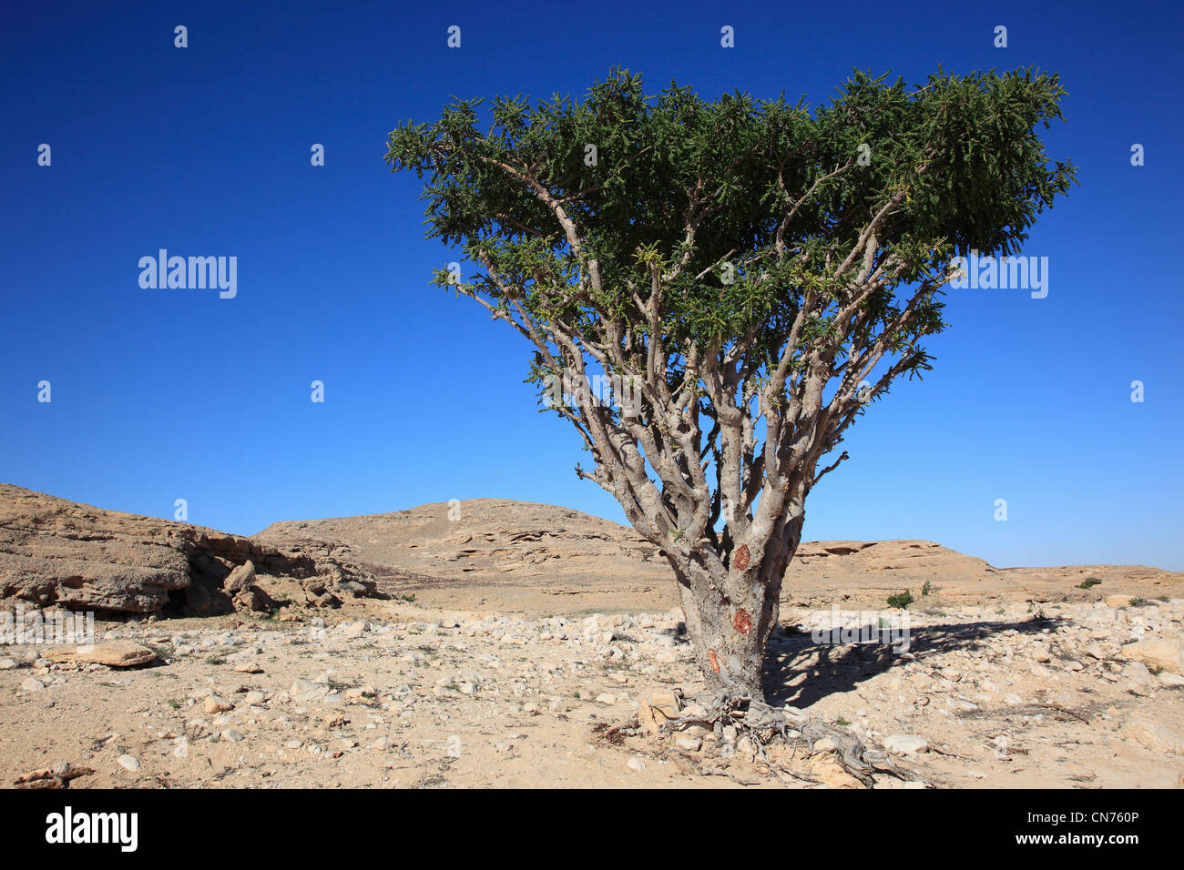 Wadi Dawqah, Weihrauchbaumkulturen, UNESCO Weltkulturerbe / Naturerbe, Boswellia Sacra Carterii, bei Salalah, Oman Foto Stock