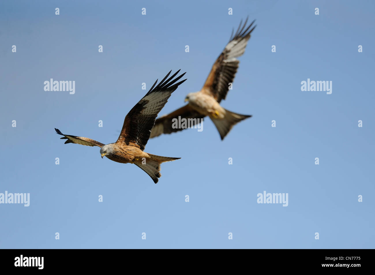 Due red kites in volo Foto Stock