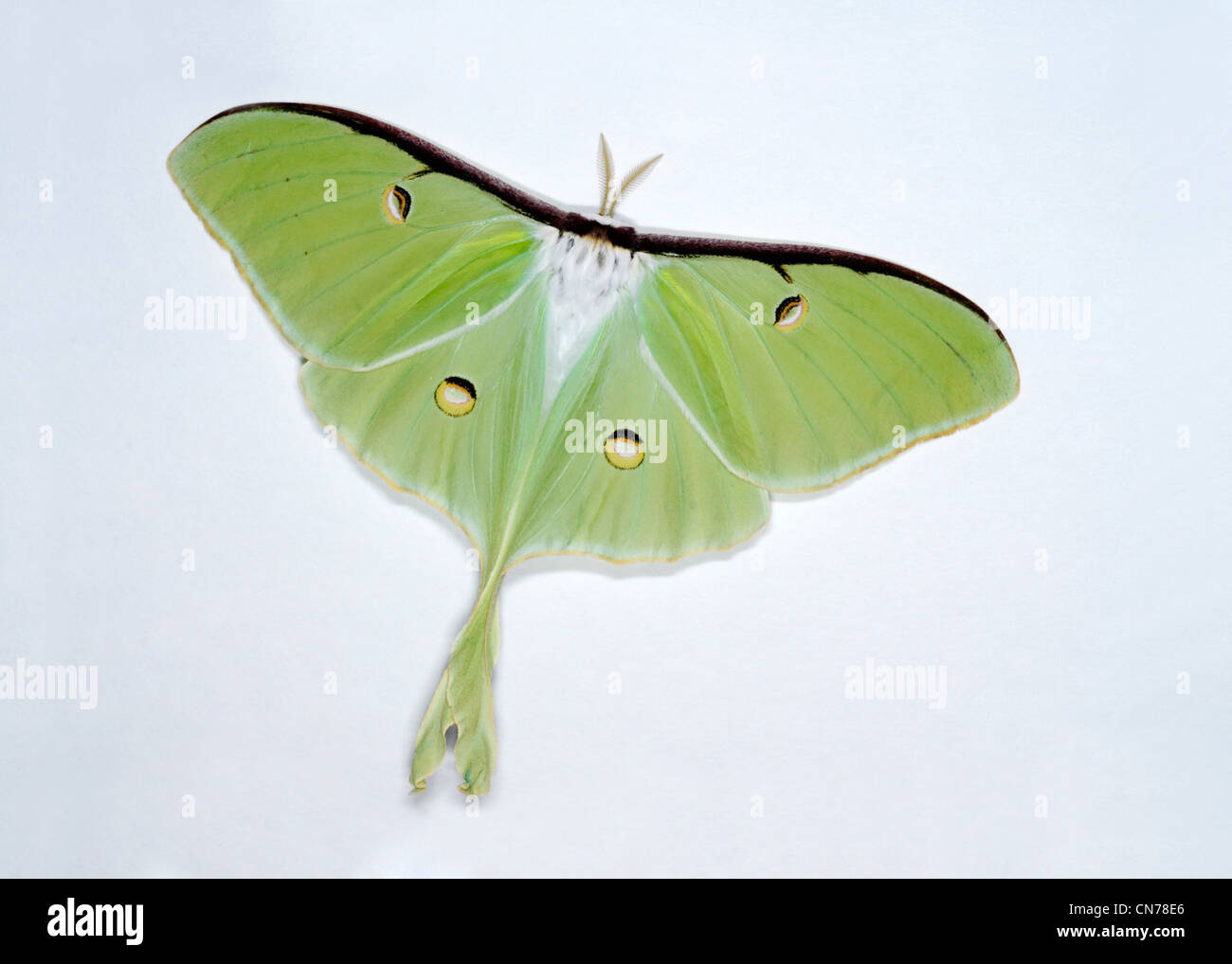 Luna moth, Actias luna è un Saturniid moth nella famiglia Saturniidae. Foto Stock