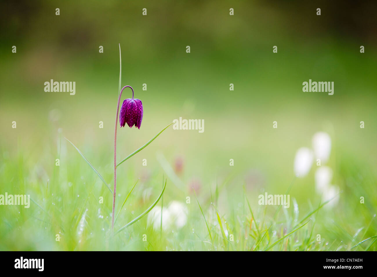 Testa di serpenti Fritillary (Fritillaria meleagris), UK, molla Foto Stock