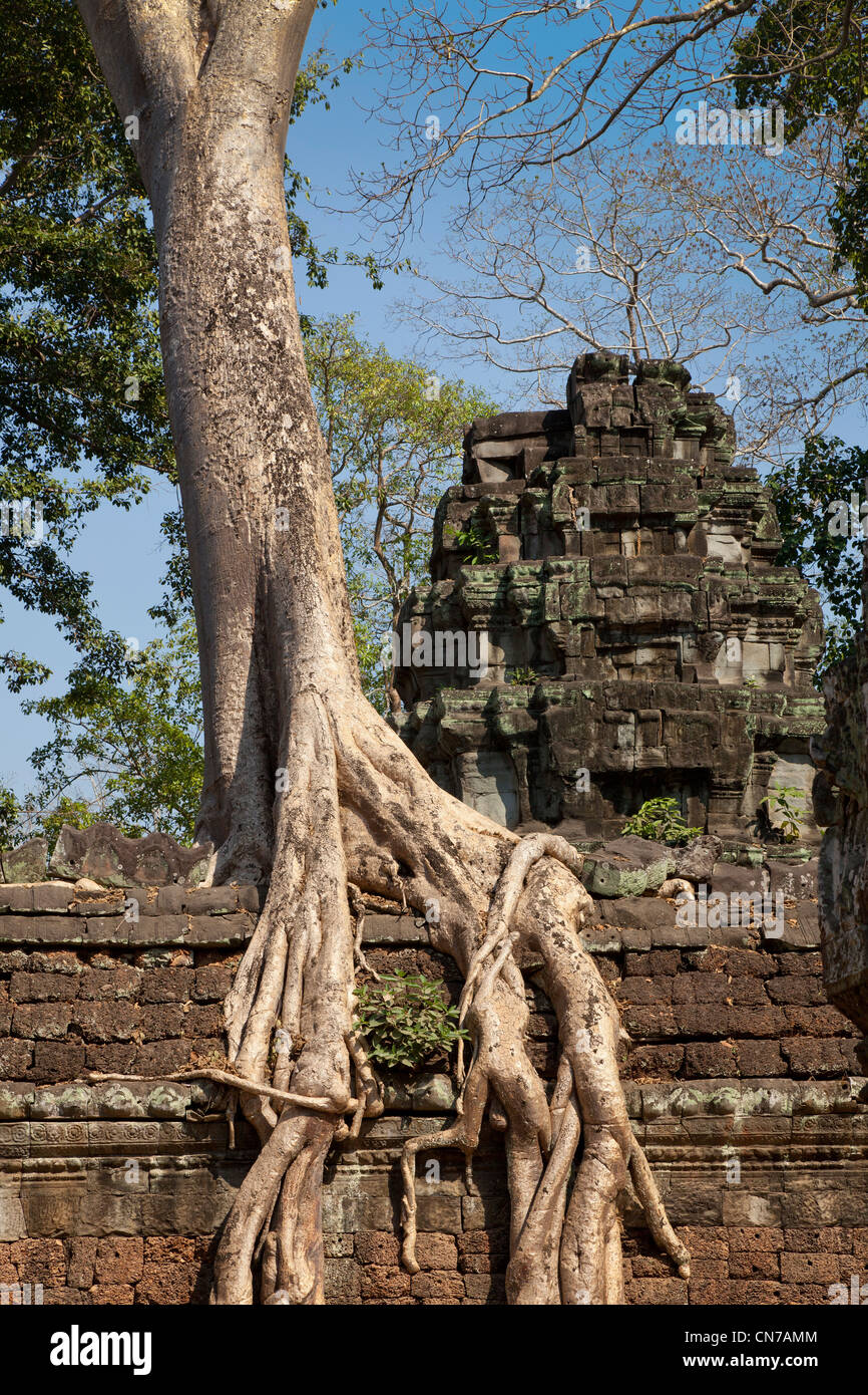 Ta Prohm tempio Khmer parete con dettagli molto maturo ricoperta di alberi della foresta pluviale si estenda la muratura in pietra Foto Stock