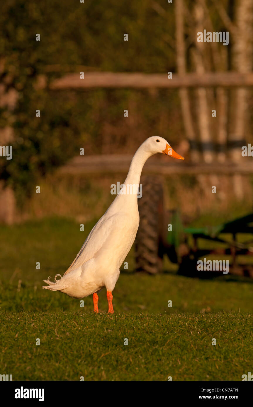 Podere oca bianca Foto Stock