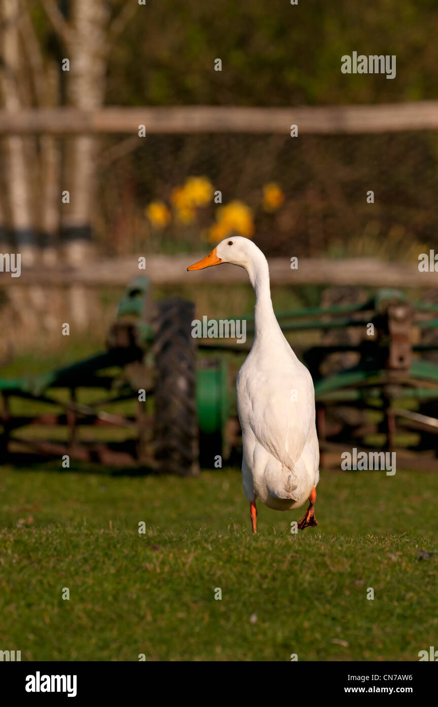 Podere oca bianca Foto Stock