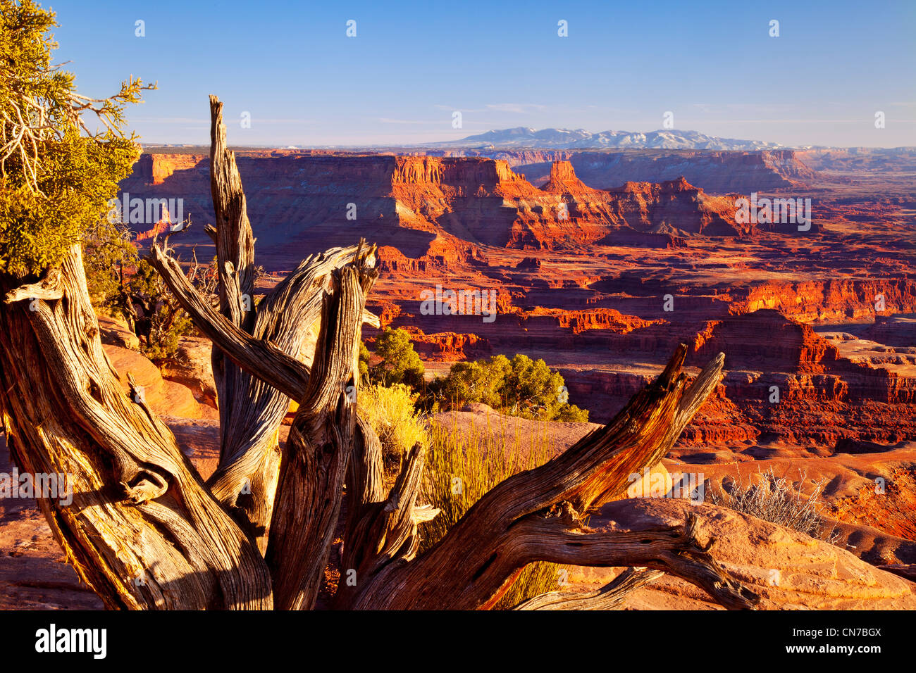 Vecchio albero alterò affacciato sul Parco Nazionale di Canyonlands al tramonto, USA Utah Foto Stock