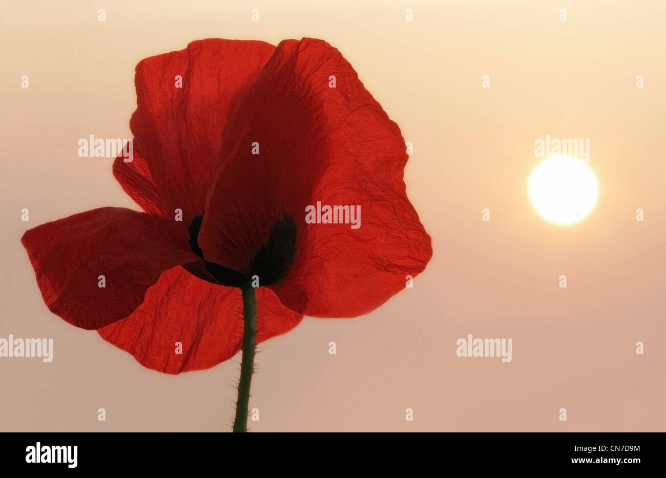 Un singolo di papavero in sole all'alba con giochi di luce attraverso i petali traslucido, Foto Stock
