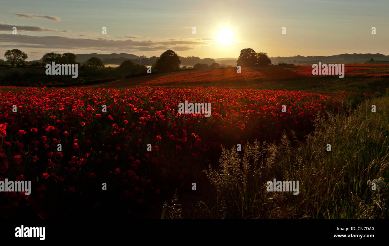 La mattina presto immagine di due campi di papavero con il sole giocando attraverso la parte superiore dei fiori e delle erbe e un percorso anche se esso Foto Stock