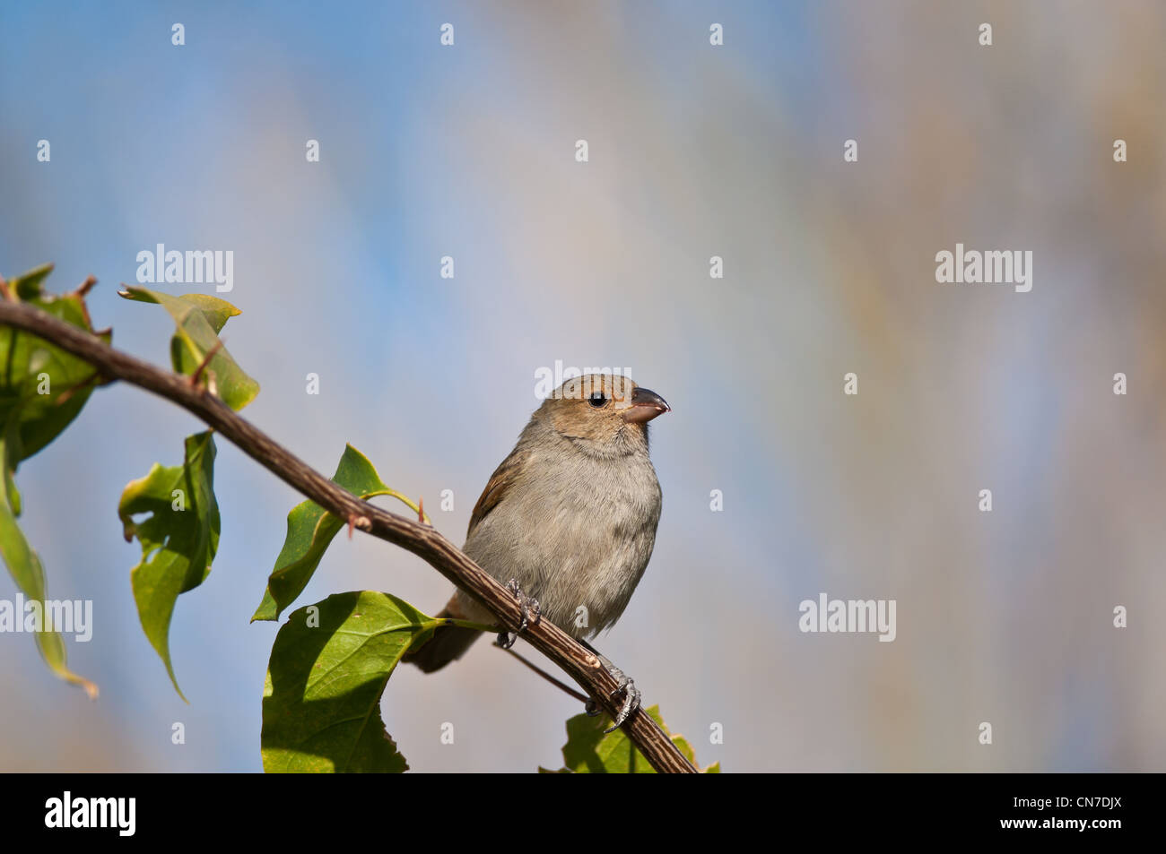 Una femmina di minor Antillean Bullfinch posatoi su un ramo al sole sull'isola di Antigua. Foto Stock