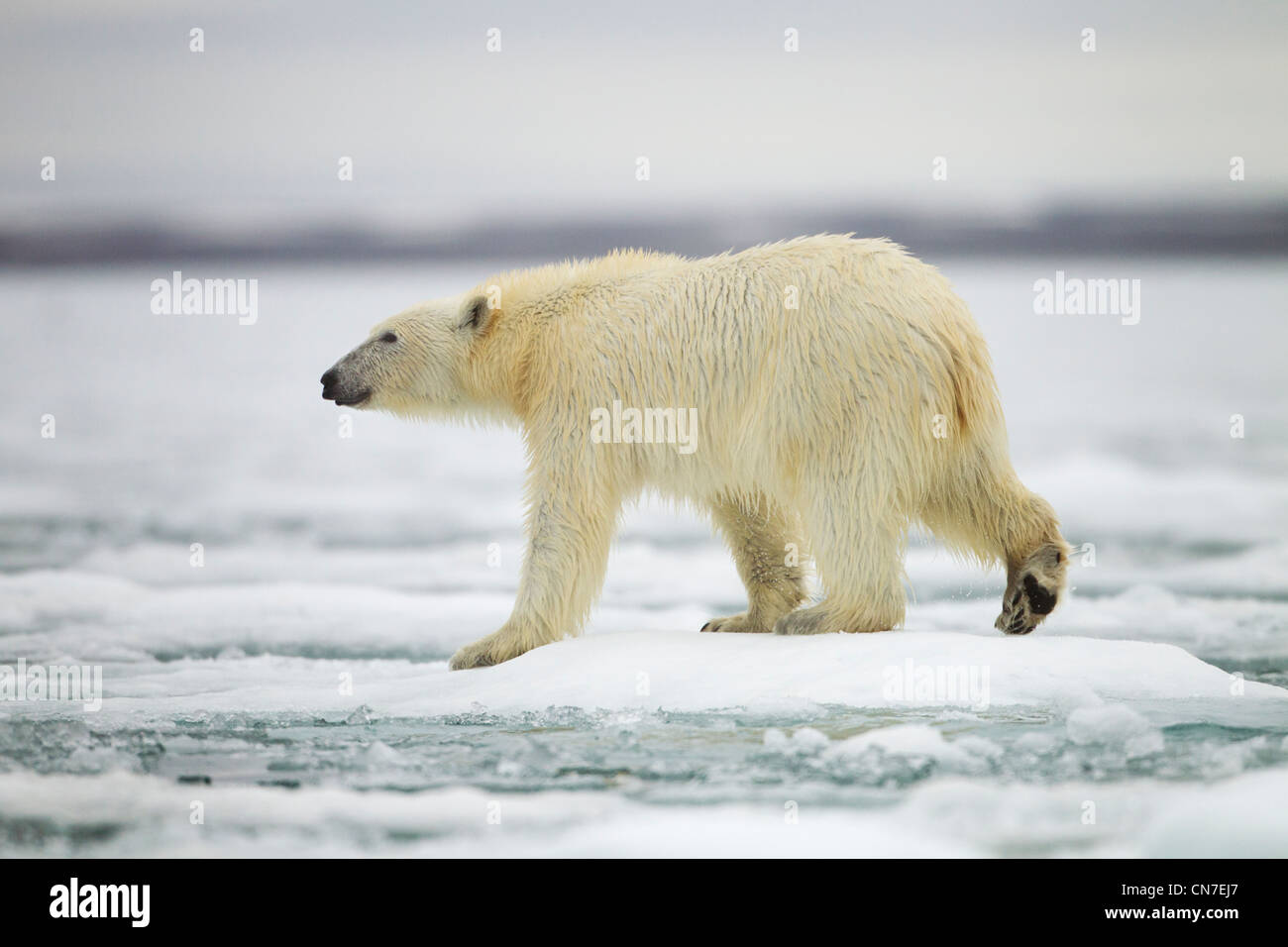 Norvegia Isole Svalbard, isola Spitsbergen, orso polare (Ursus maritimus) passeggiate attraverso le padelle della fusione del ghiaccio marino Foto Stock