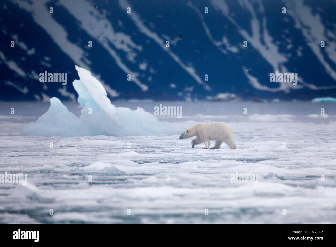 Norvegia Isole Svalbard, isola Spitsbergen, orso polare (Ursus maritimus) passeggiate attraverso le padelle della fusione del ghiaccio marino Foto Stock