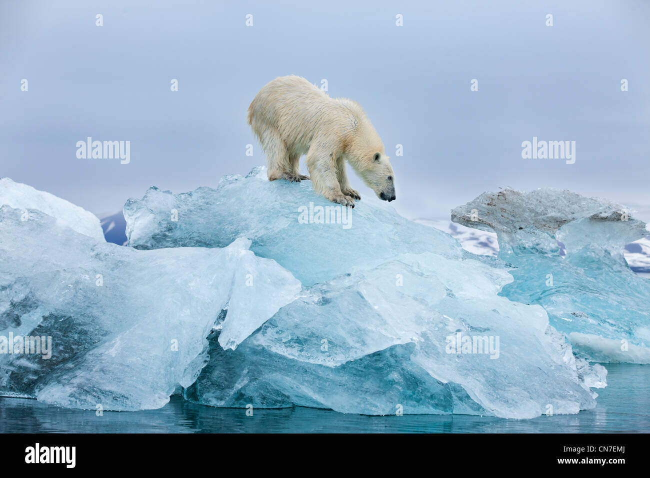 Norvegia Isole Svalbard, isola Spitsbergen, orso polare (Ursus maritimus) permanente sulla sommità di fusione iceberg glaciale in Woodfjorden Foto Stock