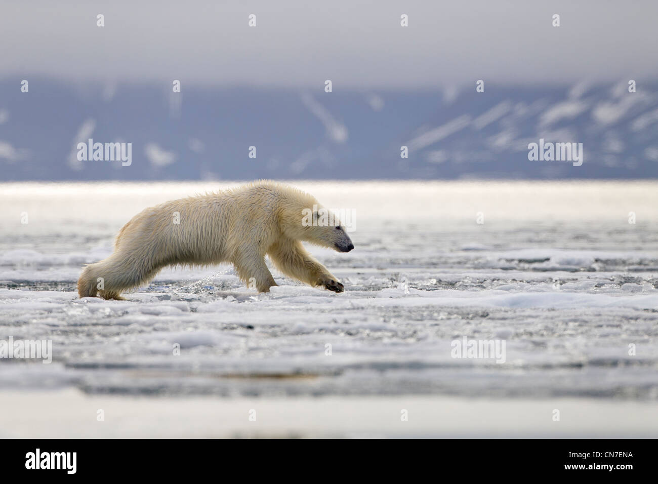 Norvegia Isole Svalbard, isola Spitsbergen, orso polare (Ursus maritimus) saltando attraverso la fusione del ghiaccio del mare in Woodfjorden (legno Fjord) Foto Stock