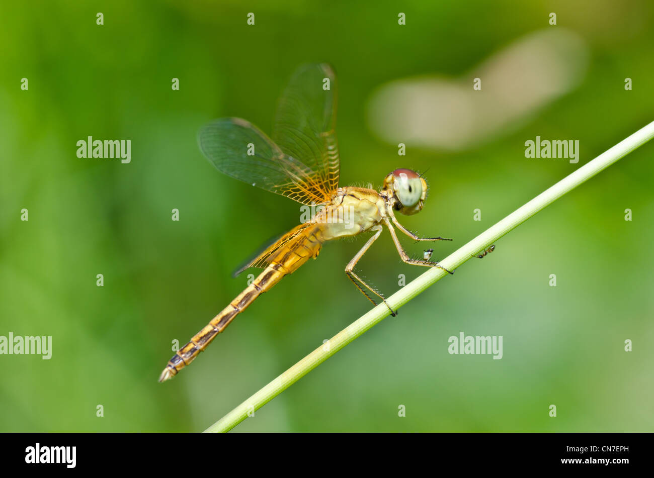 Dragonfly in giardino o nel verde della natura Foto Stock