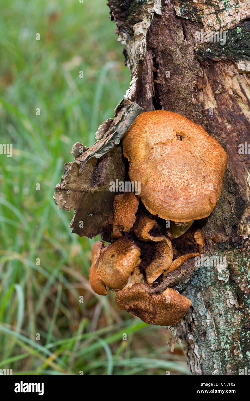 Razor Strop o staffa di betulla (piptoporus betulinus) che cresce su un dead betulla. Foto Stock