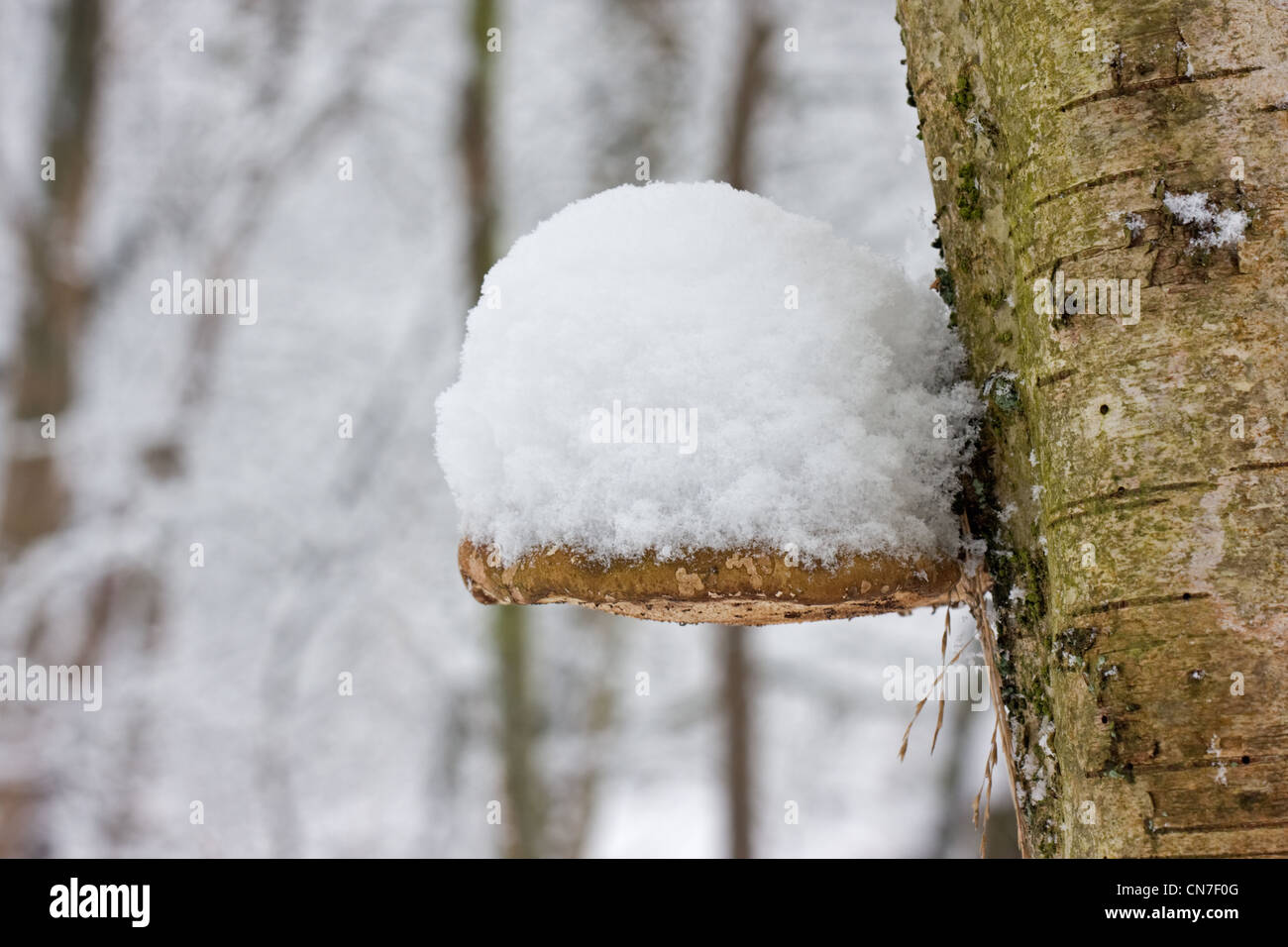 Una staffa di betulla (Piptoporus betulinus), noto anche come Razor Strop, coperto di neve. Foto Stock