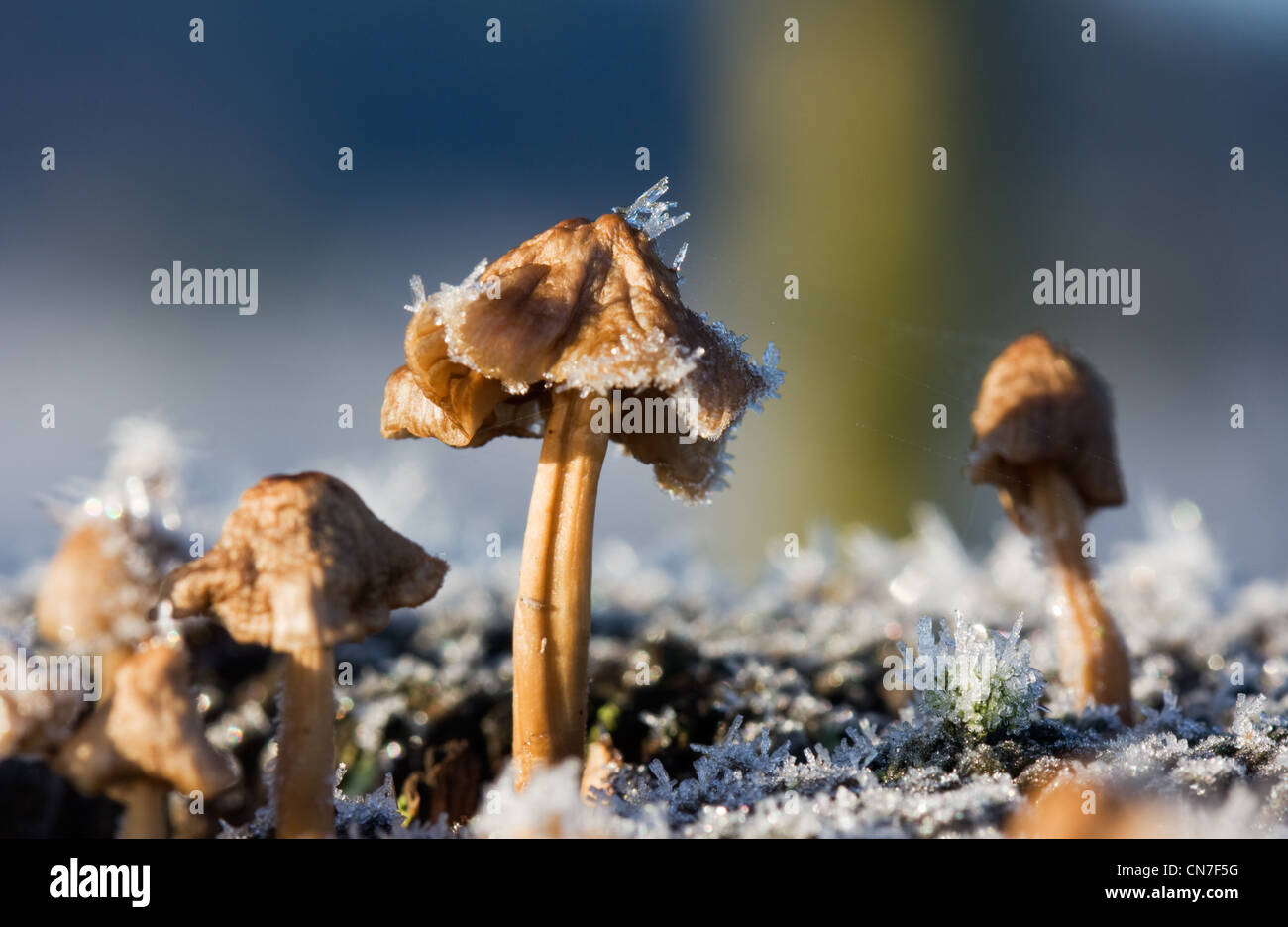 Alcuni funghi congelati dopo una notte fredda in inverno, alcuni dei quali al coperto con cristalli di ghiaccio. Foto Stock