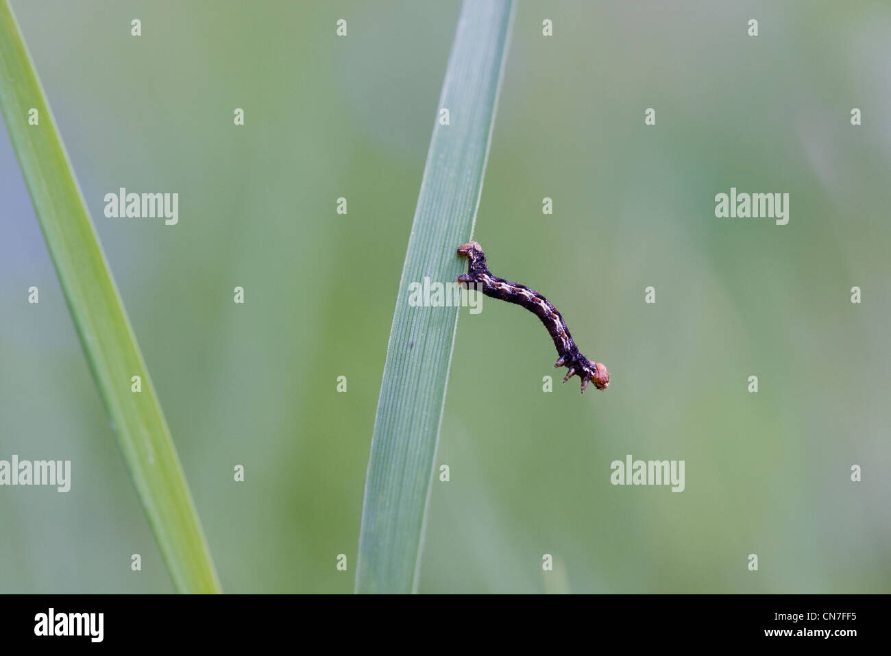 Caterpillar di piccole dimensioni di una falena, un chiazzato Umber inchworm (Erannis defoliaria), su un filo d'erba. Foto Stock