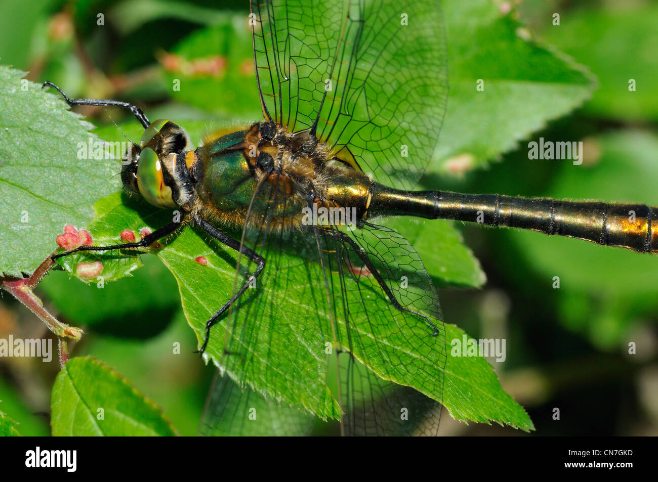 Roverella Libellula Smeraldo - Cordulia aenea maschio Foto Stock