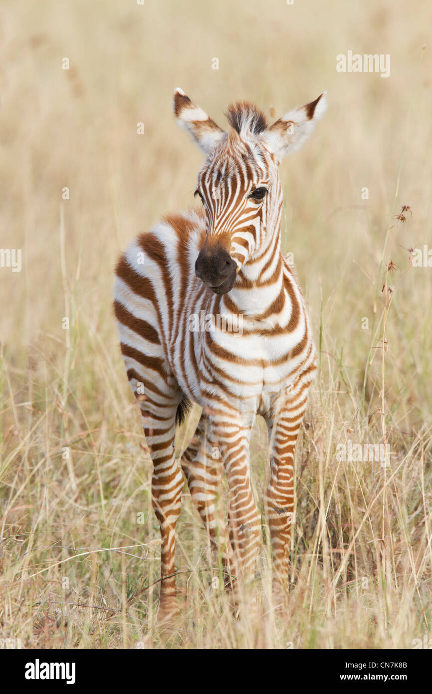 Foal della zebra Foto Stock