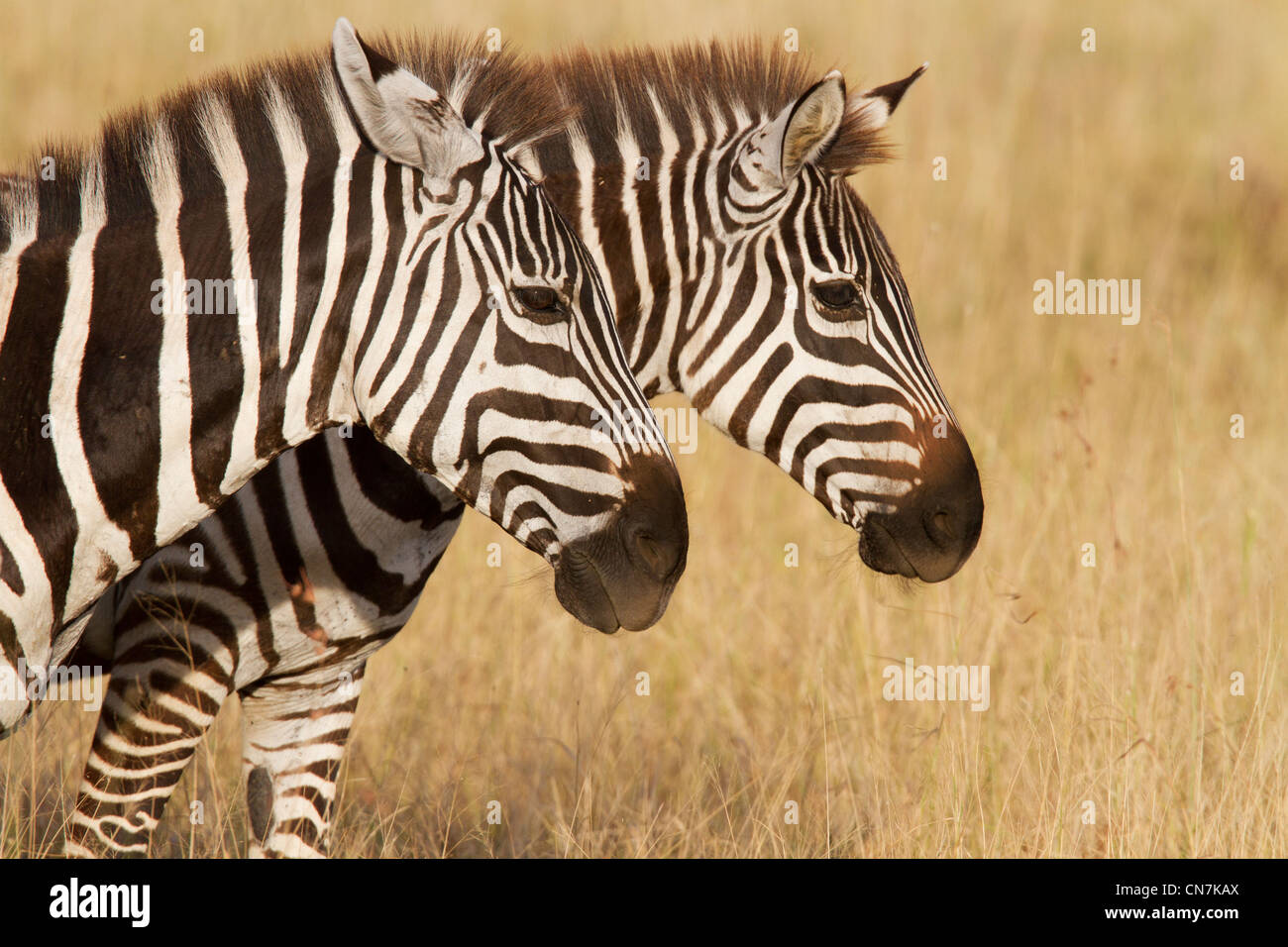 Coppia di zebre Foto Stock