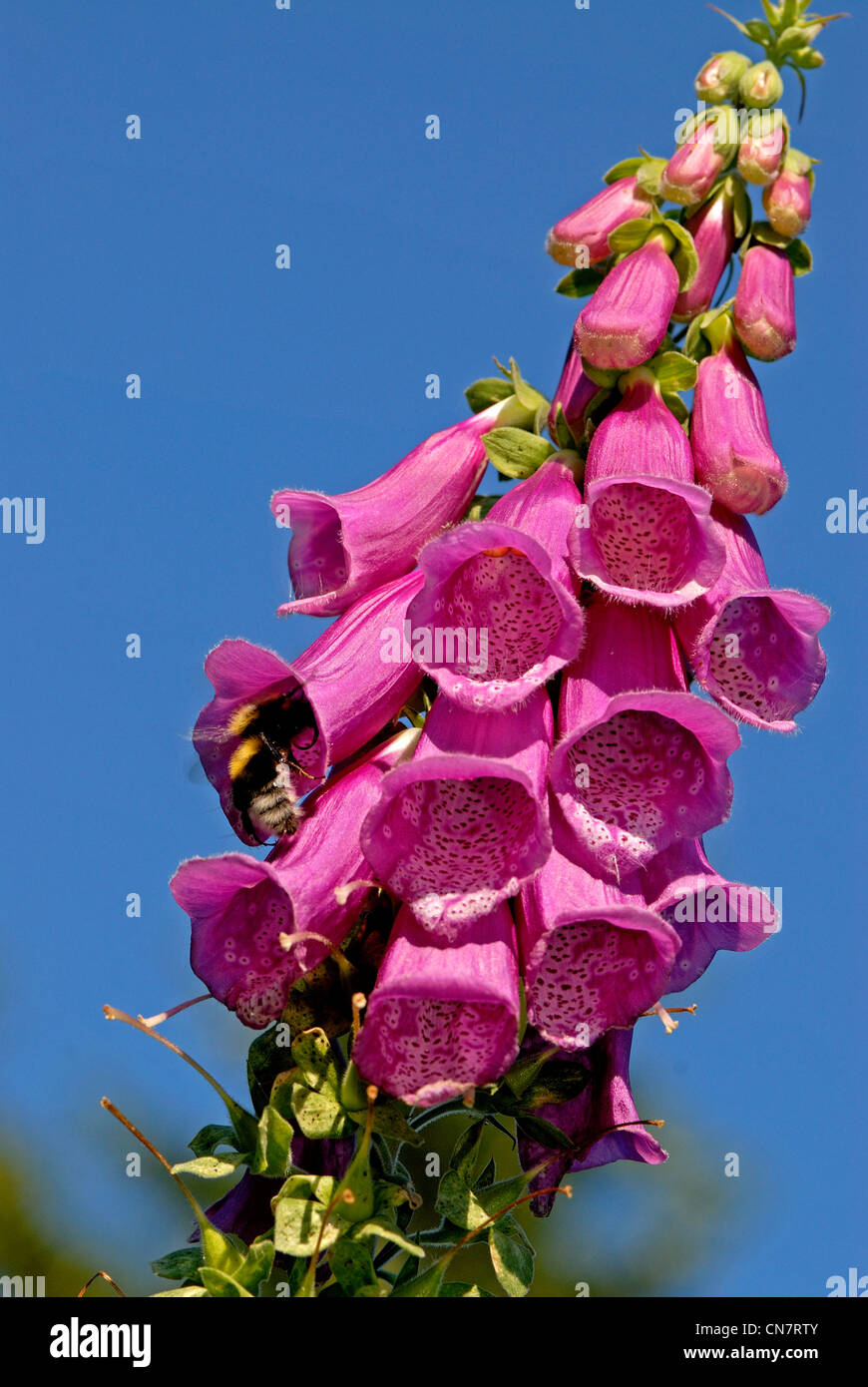Francia, Vosges, foresta, glade, Foxglove (Digitalis purpurea), Bumblebee rovistando fiori, nel mese di luglio Foto Stock