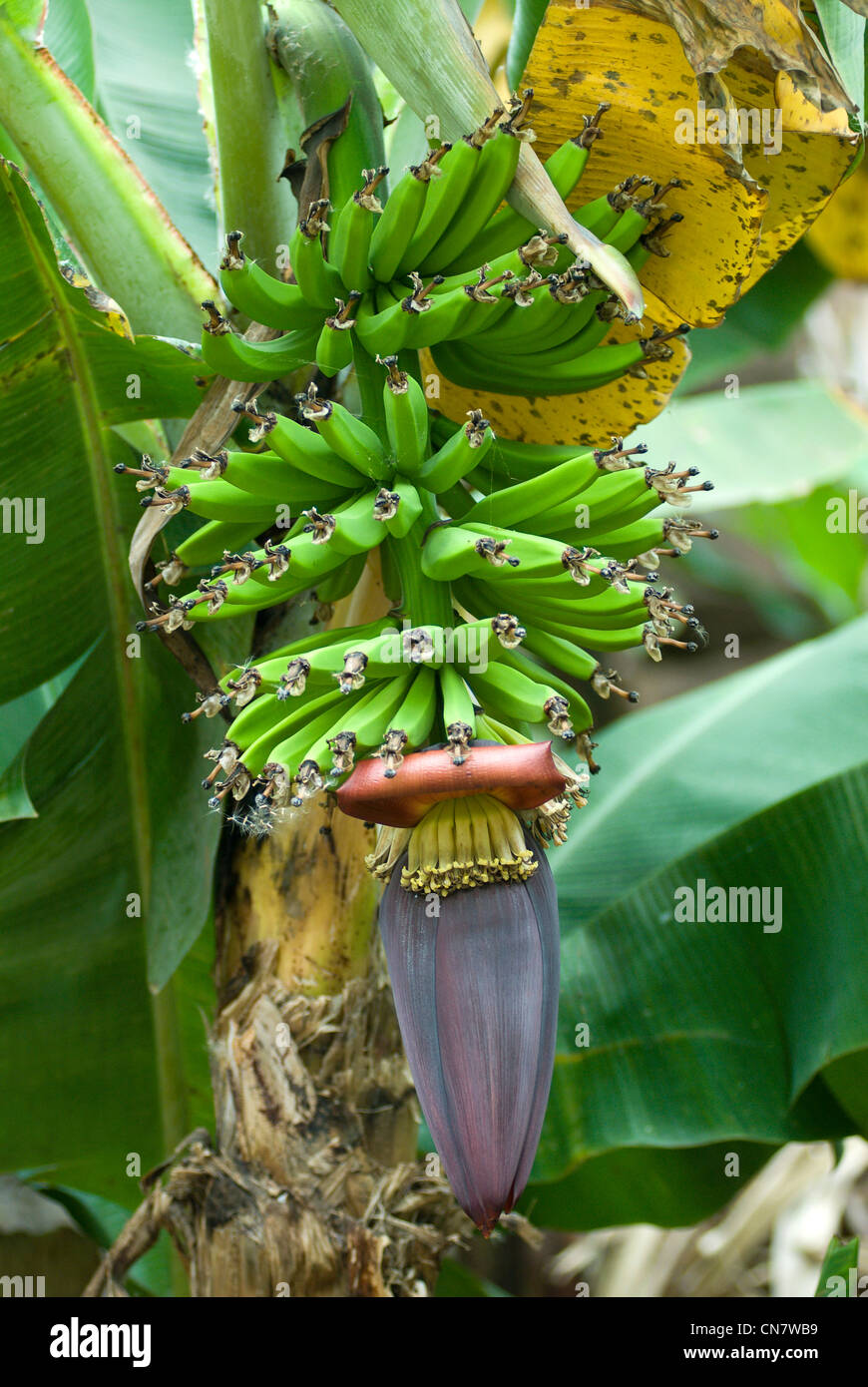 Capo Verde, Santo Antao isola, Caibos, mazzetto di banane Foto Stock