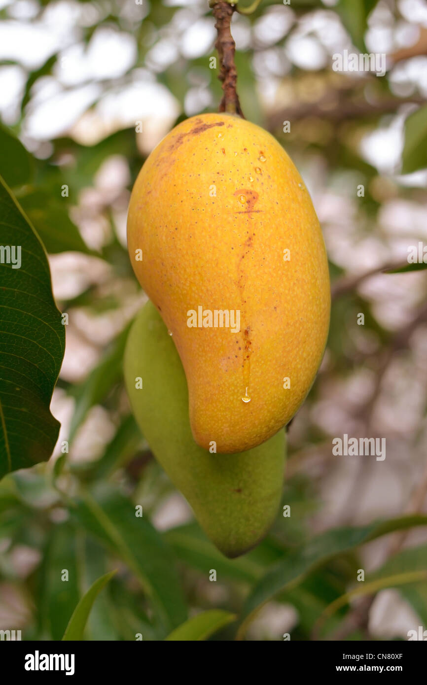 Closeup mango maturi frutti sugli alberi, nome scientifico Mangifera indica. Foto Stock