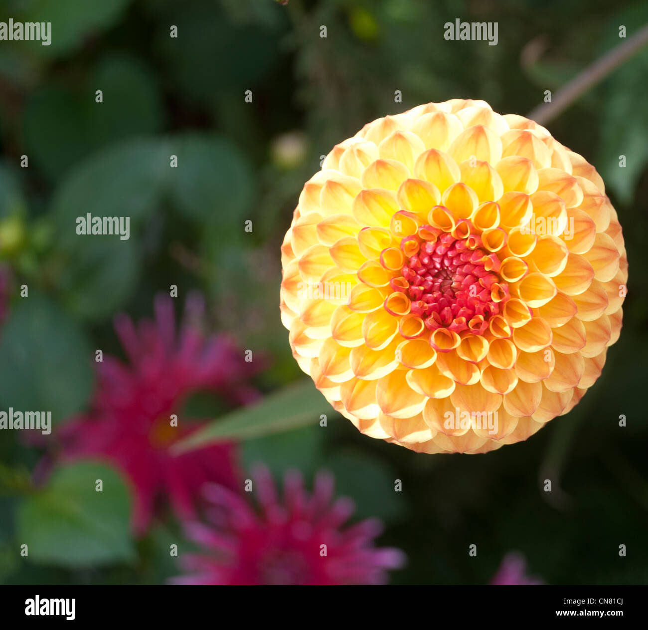 Dahlia Crichton miele prese a Kensington giardini sul tetto, High Street Kensington Foto Stock