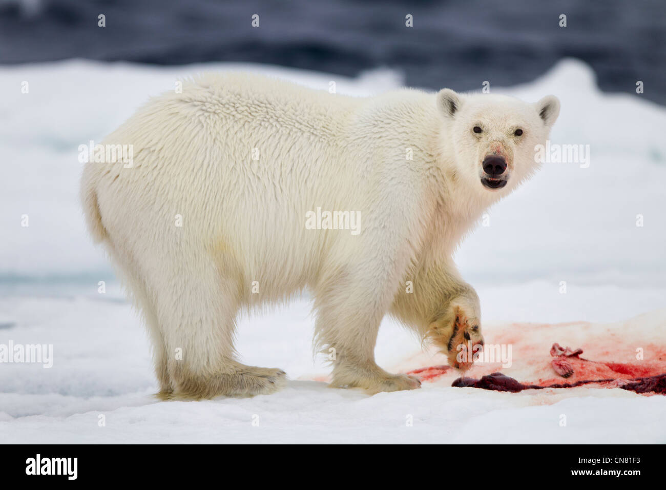 Norvegia Isole Svalbard, Nordaustlandet, orso polare (Ursus maritimus) alimentazione sulla sanguinosa rimane di guarnizione barbuto kill sul mare di ghiaccio floe Foto Stock