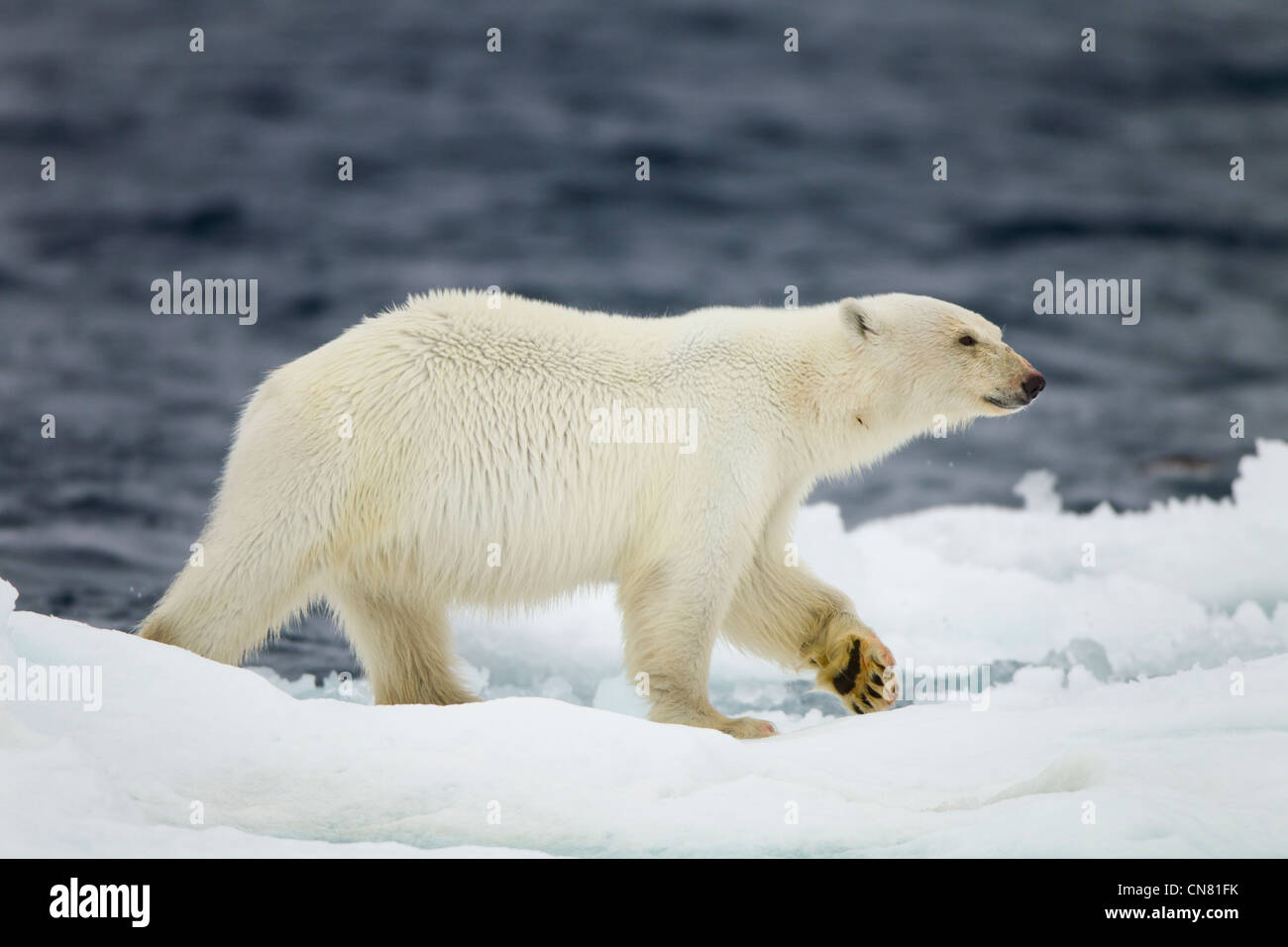 Norvegia Isole Svalbard, Nordaustlandet, orso polare (Ursus maritimus) Passeggiate sul ghiaccio floe vicino al sito di guarnizione barbuto kill Foto Stock