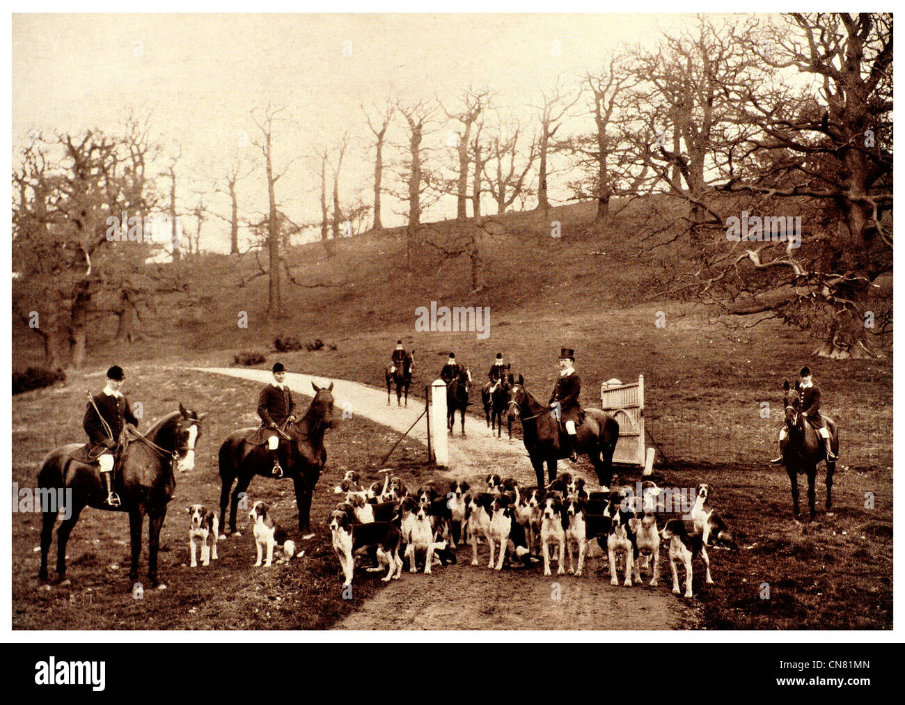 Fox cacciatori a cavallo e hounds 1904 Foto Stock