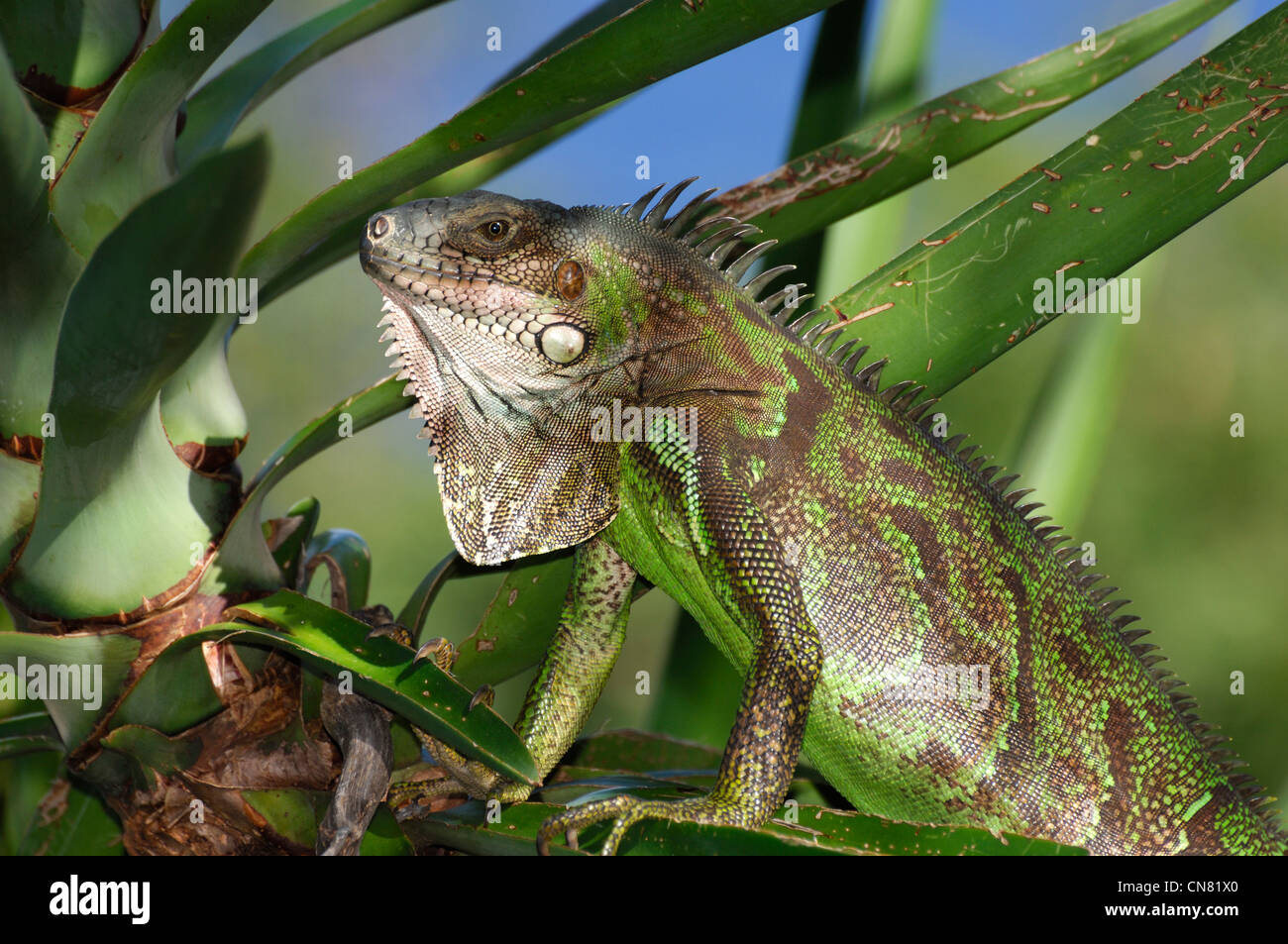 Francia, Guadalupa (Indie occidentali francesi), Les Saintes, Terre de Haut, verde (iguana Iguana iguana) appoggiato su di un ramo Foto Stock