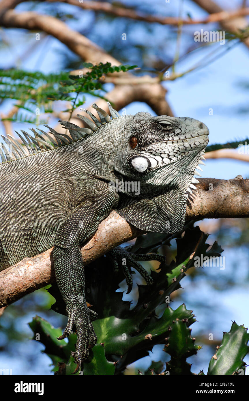 Francia, Guadalupa (Indie occidentali francesi), Les Saintes, Terre de Haut, Minor Antillean (Iguana iguana delicatissima) in appoggio sul Foto Stock