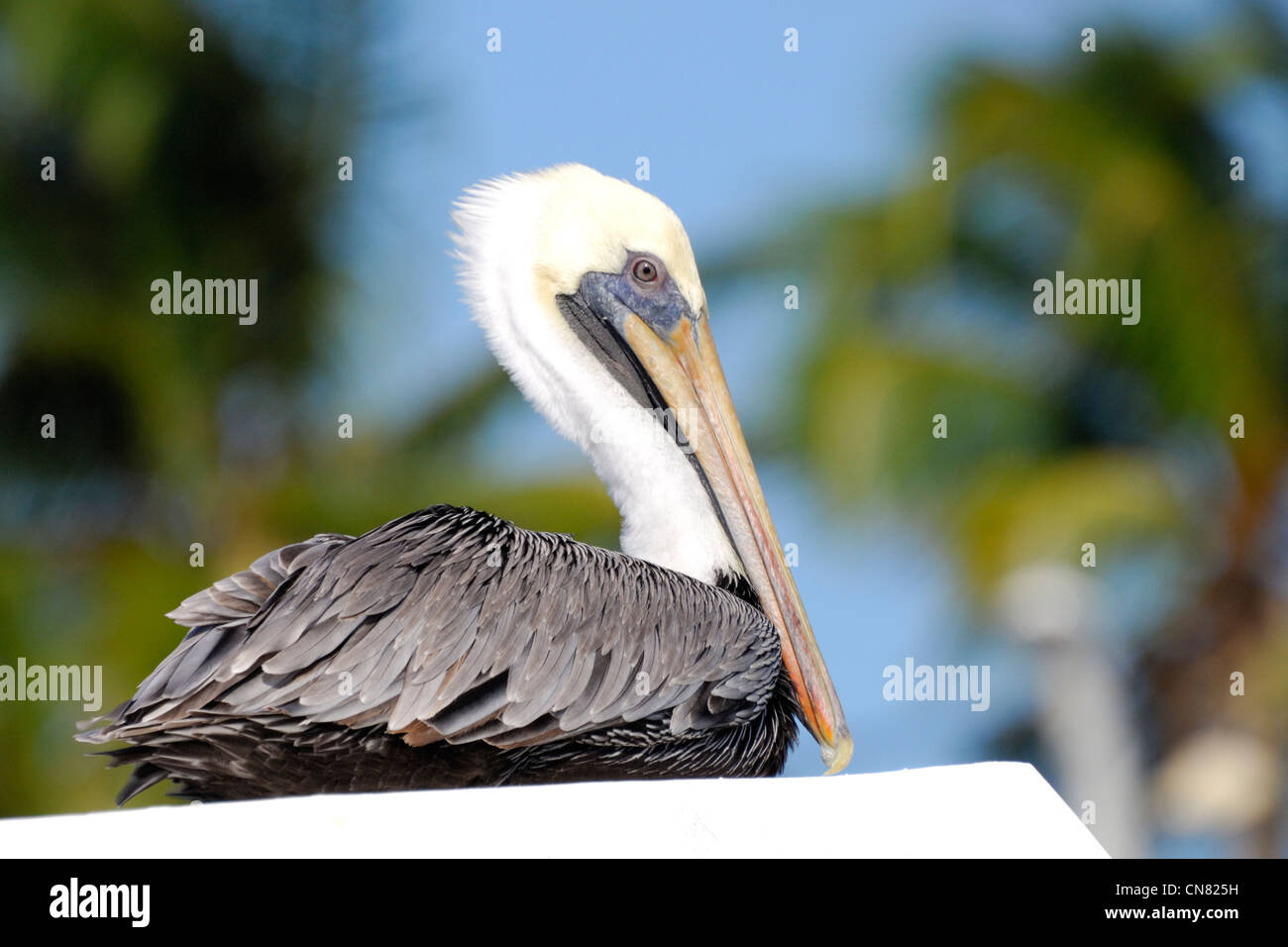 Francia, Guadalupa (Indie occidentali francesi), Grande Terre, Saint Francois, Pellicano grigio nel porto Foto Stock